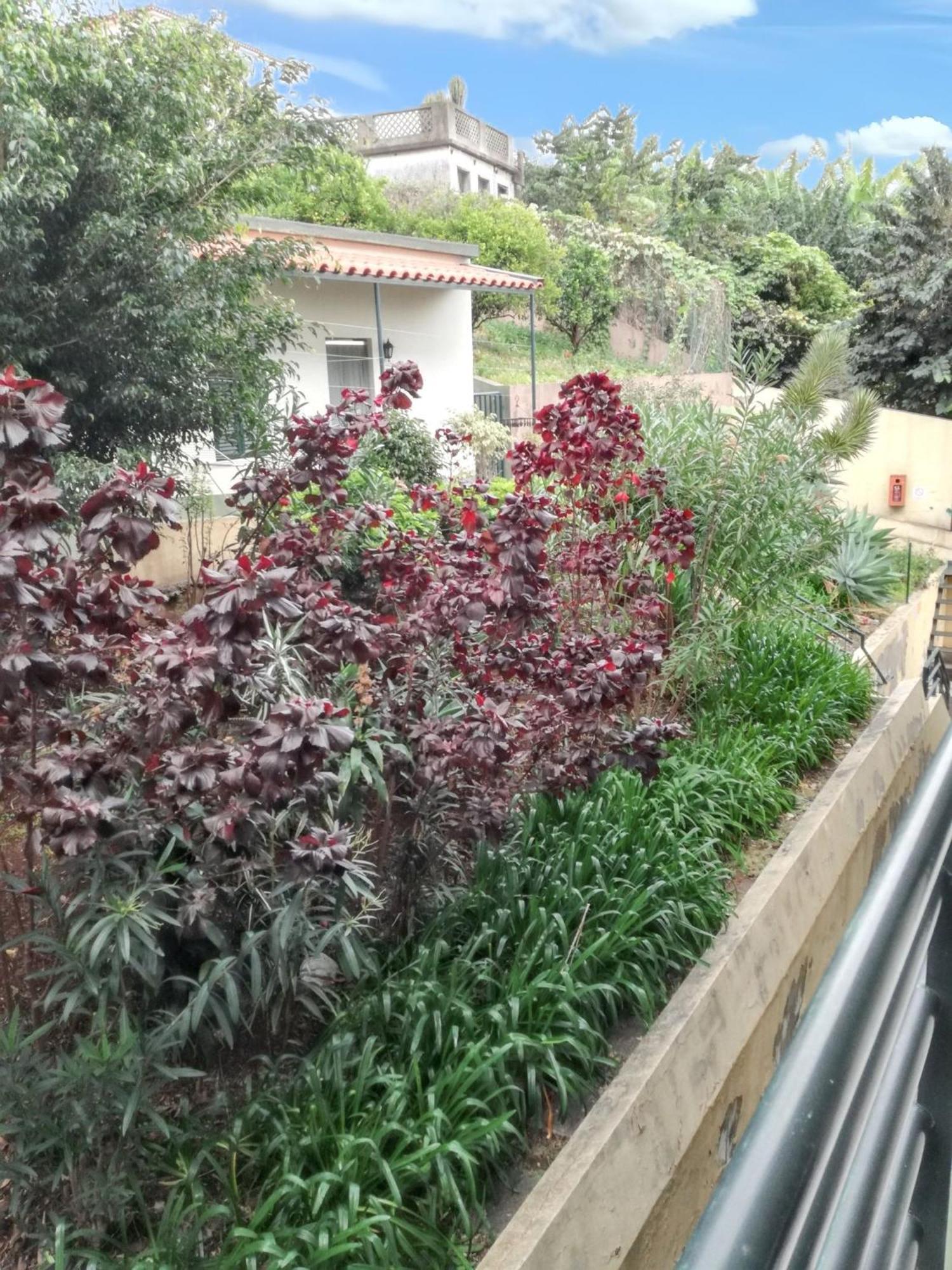 Charming Apartment In Funchal With Balcony And View Esterno foto